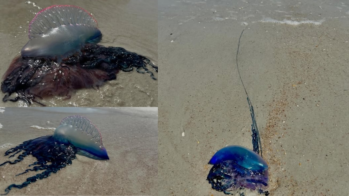Portuguese man-of-wars spotted on St. Johns County beaches