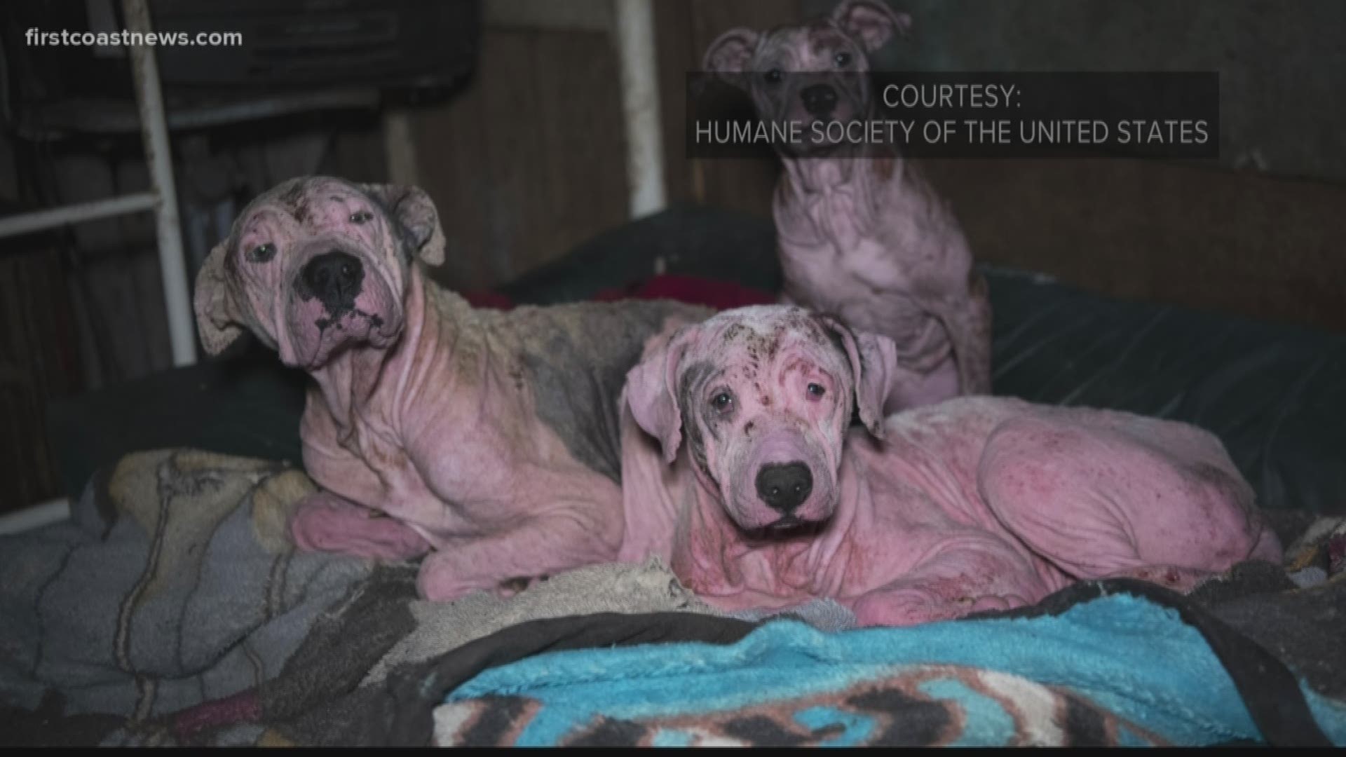 The dogs were taken from homes in Dixie County and Union County Florida.