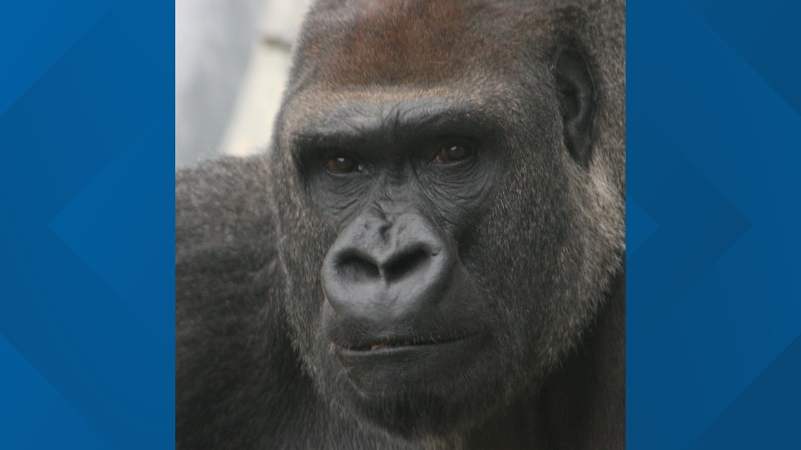 Jacksonville Zoo and Gardens mourns gorilla
