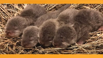 Asian Otter Pups Debut At Jacksonville Zoo And Gardens