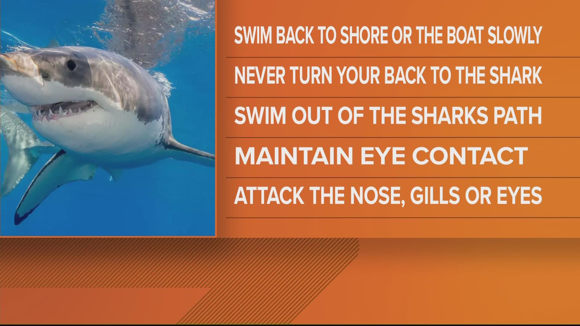 How do you stay safe from sharks?