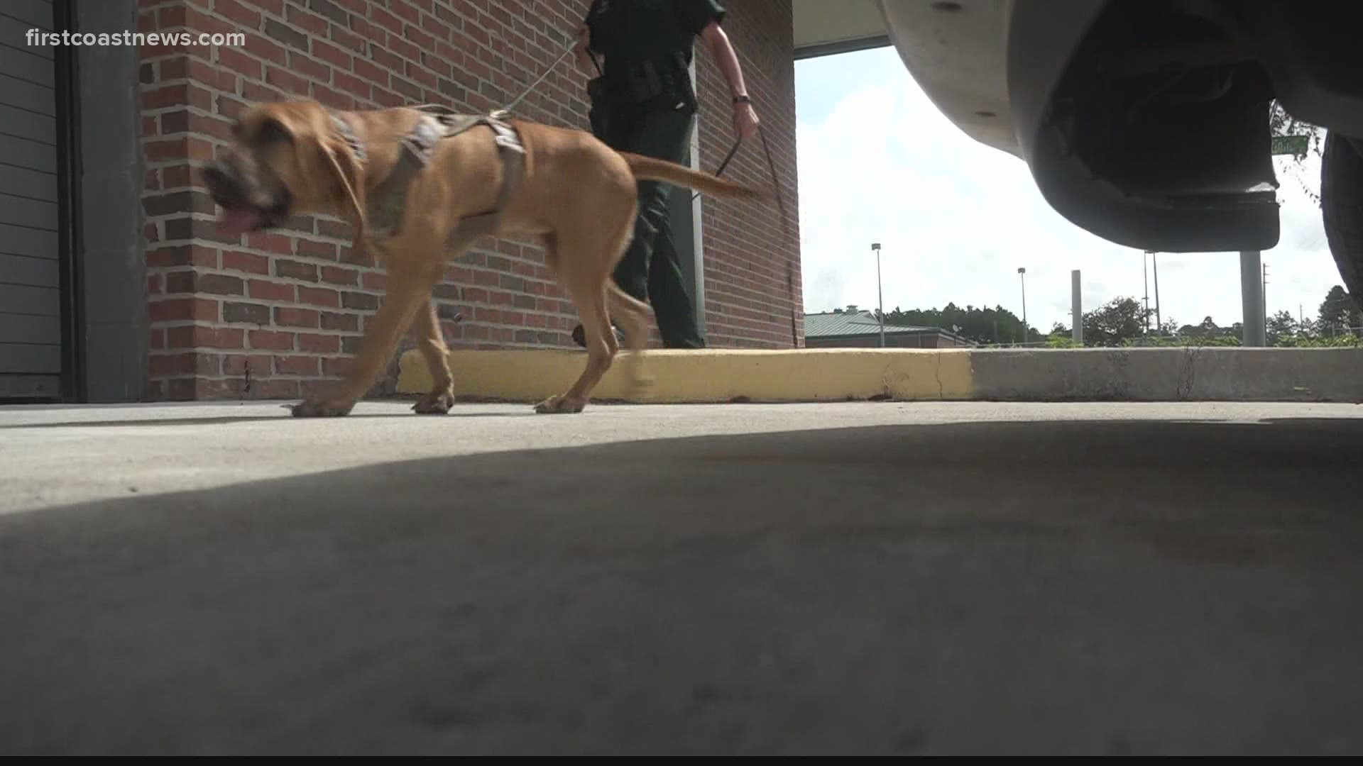 Nassau County made history with its first female K-9 handler in the sheriff's office.