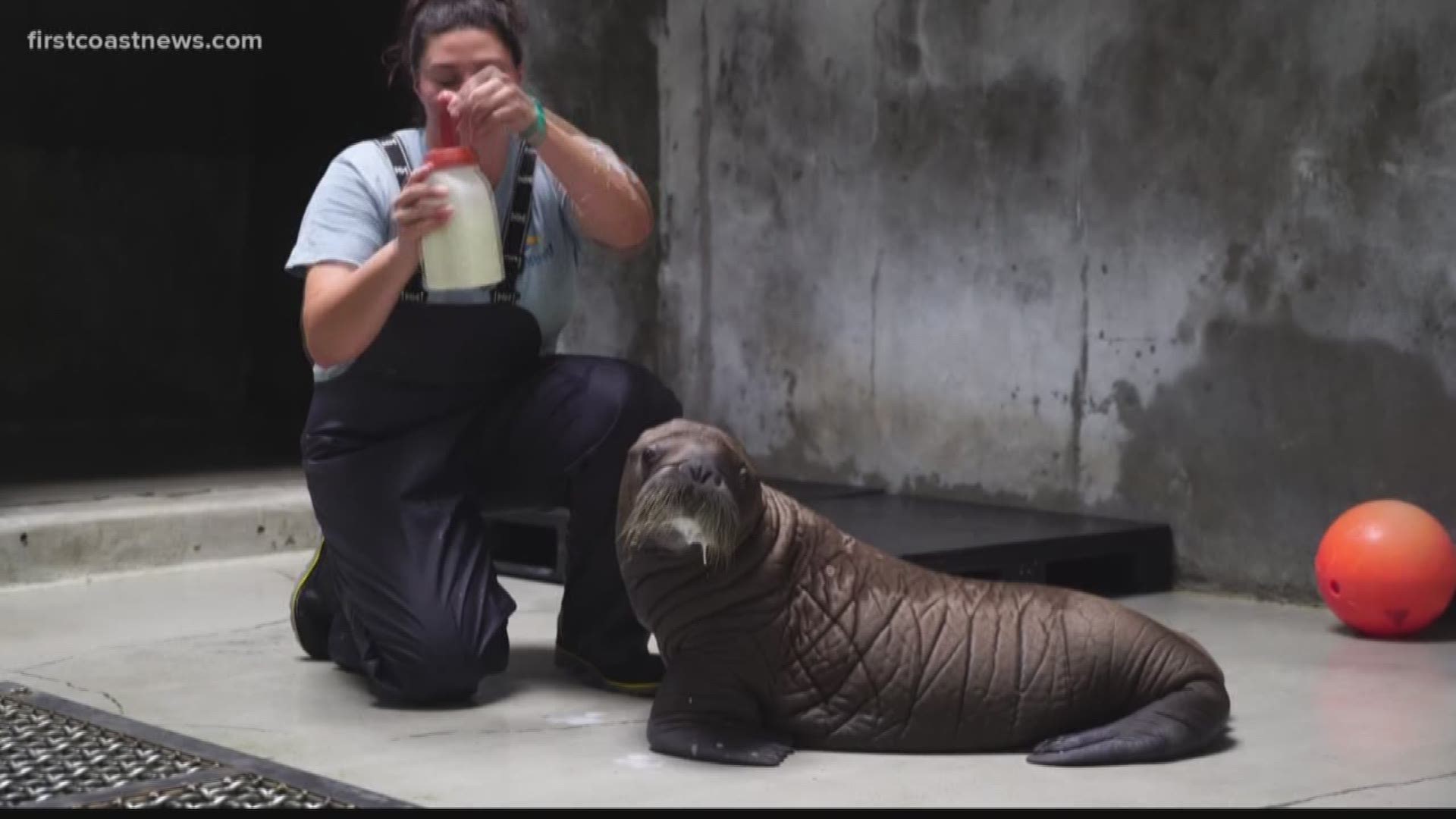 In SeaWorld's 55-year history of animal care, only four walrus calves have been born.