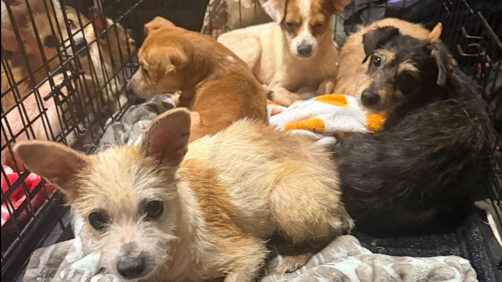 Palm Coast woman arrested on felony animal cruelty charge after 51 dogs ...