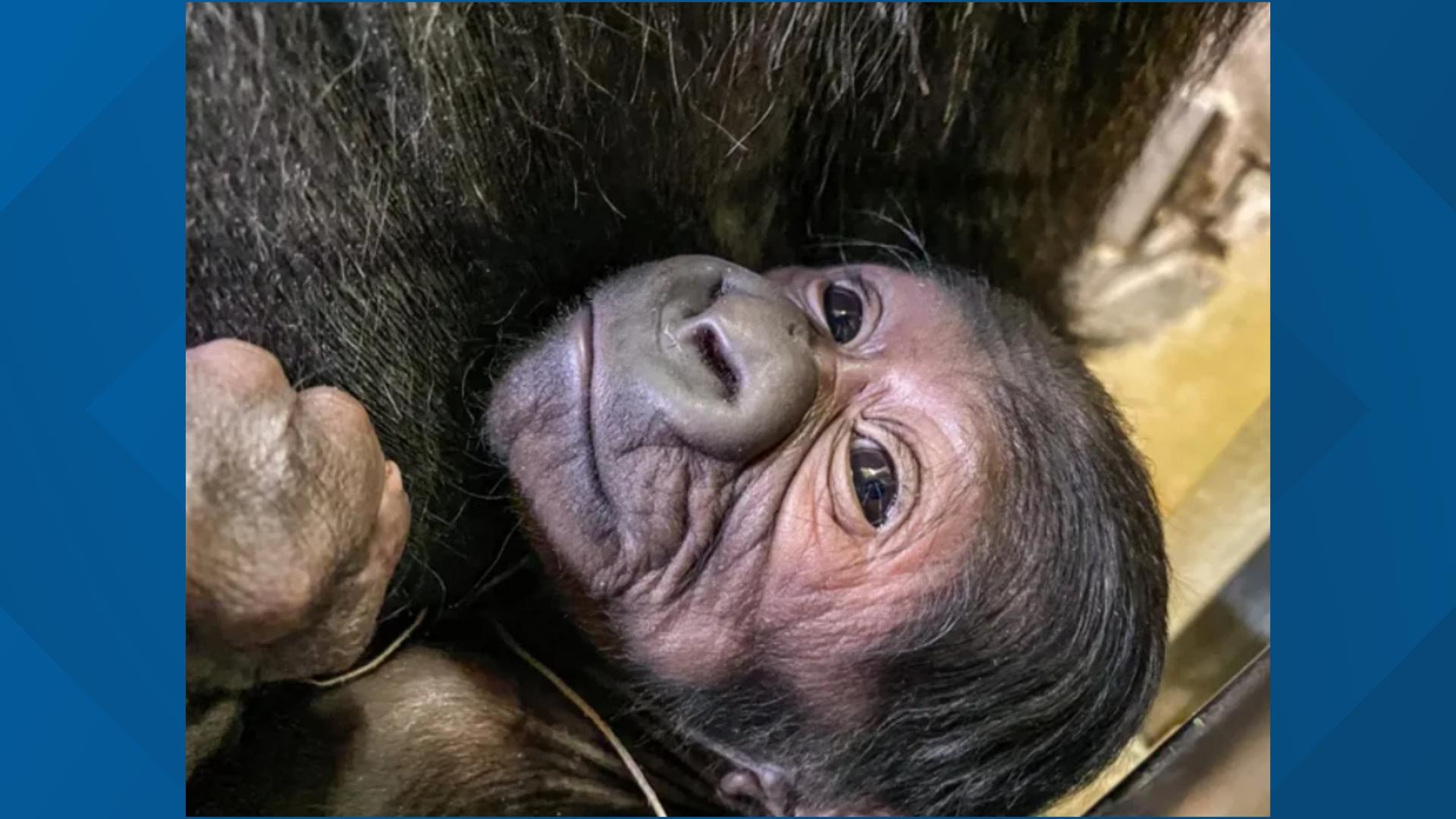 The three-year-old western lowland gorilla, Kevin, died amidst the ongoing Shigella outbreak at the zoo.