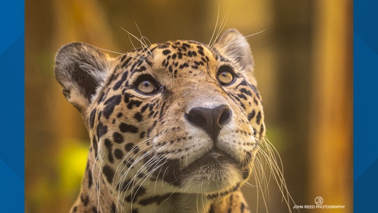 Jacksonville Zoo mourns death of 20-year-old jaguar Onca