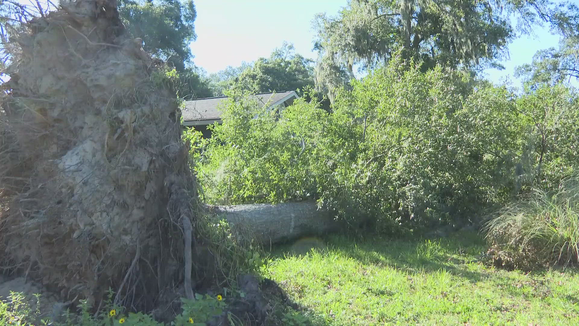 Nancy Grove and her dogs live in a neighborhood off Dillworth Street in St. Marys that has several streets blocked by fallen trees and power lines.