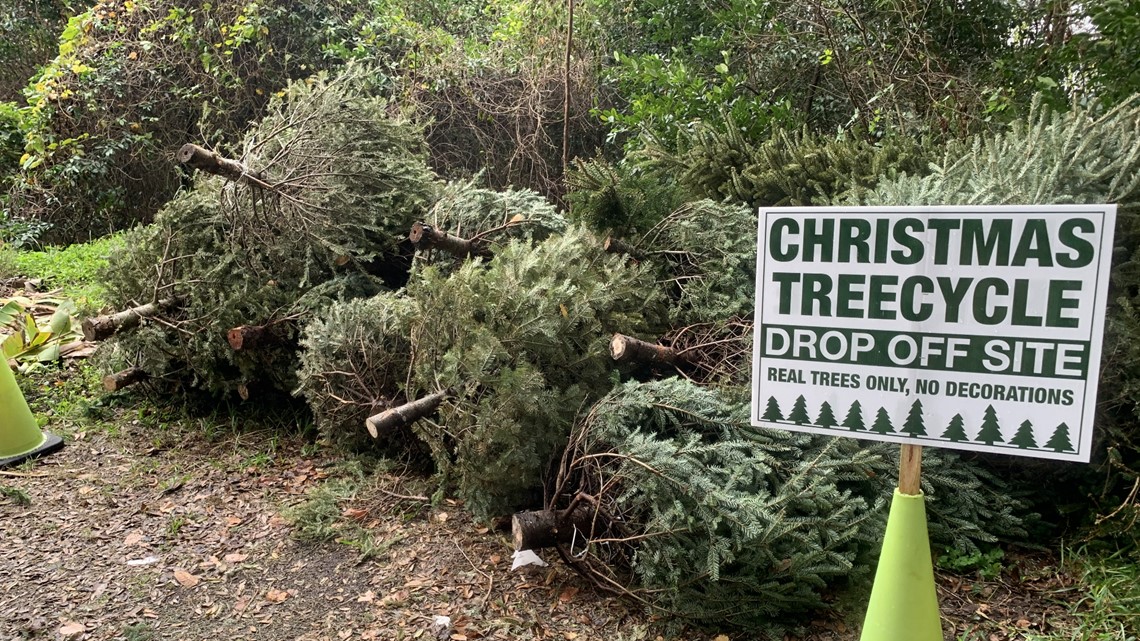 What to do with your leftover Christmas tree in St. Johns County