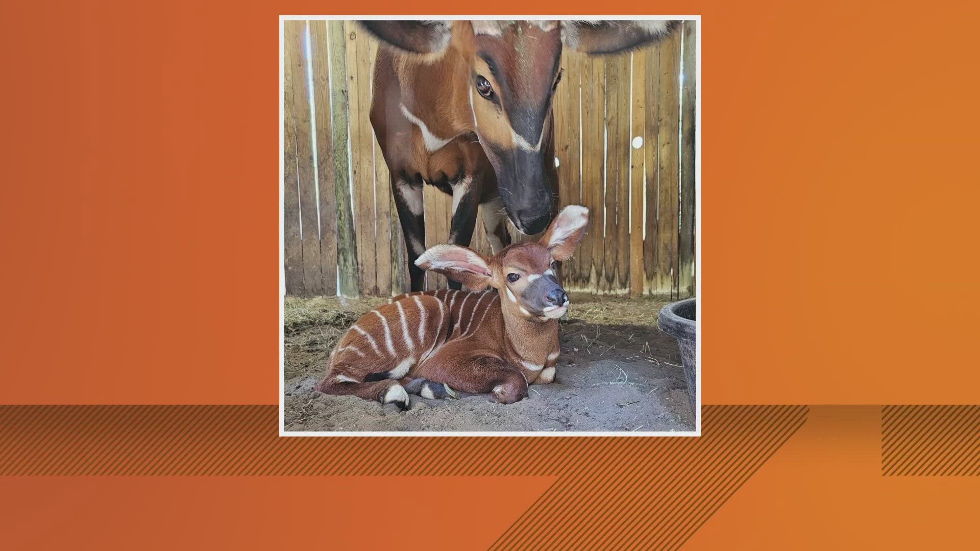 The zoo says the calf was born April 20 to parents Shimba (mom) & Mickey (dad). It will be "out on habitat as much as possible over the next few weeks," the zoo said