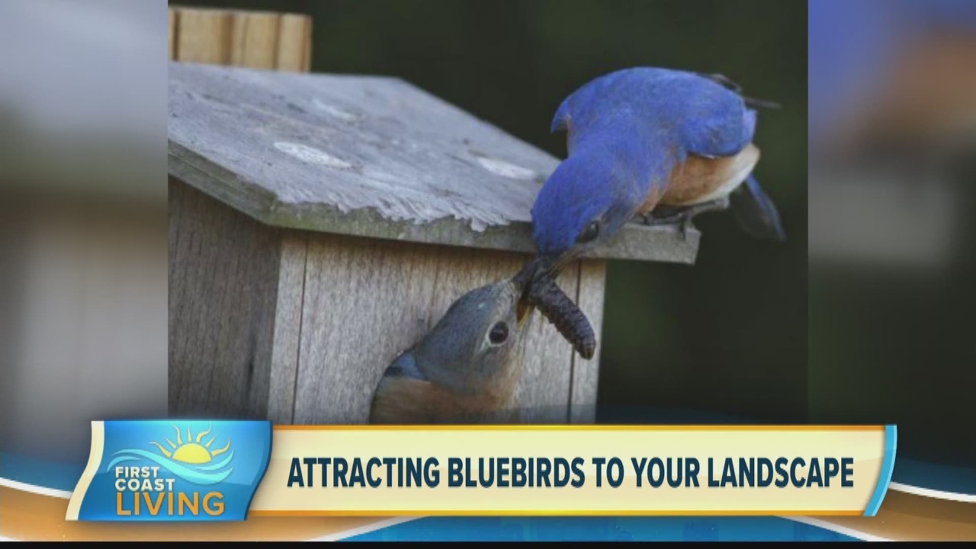 Learn more about beautiful bluebirds and how you can attract them to your landscape.