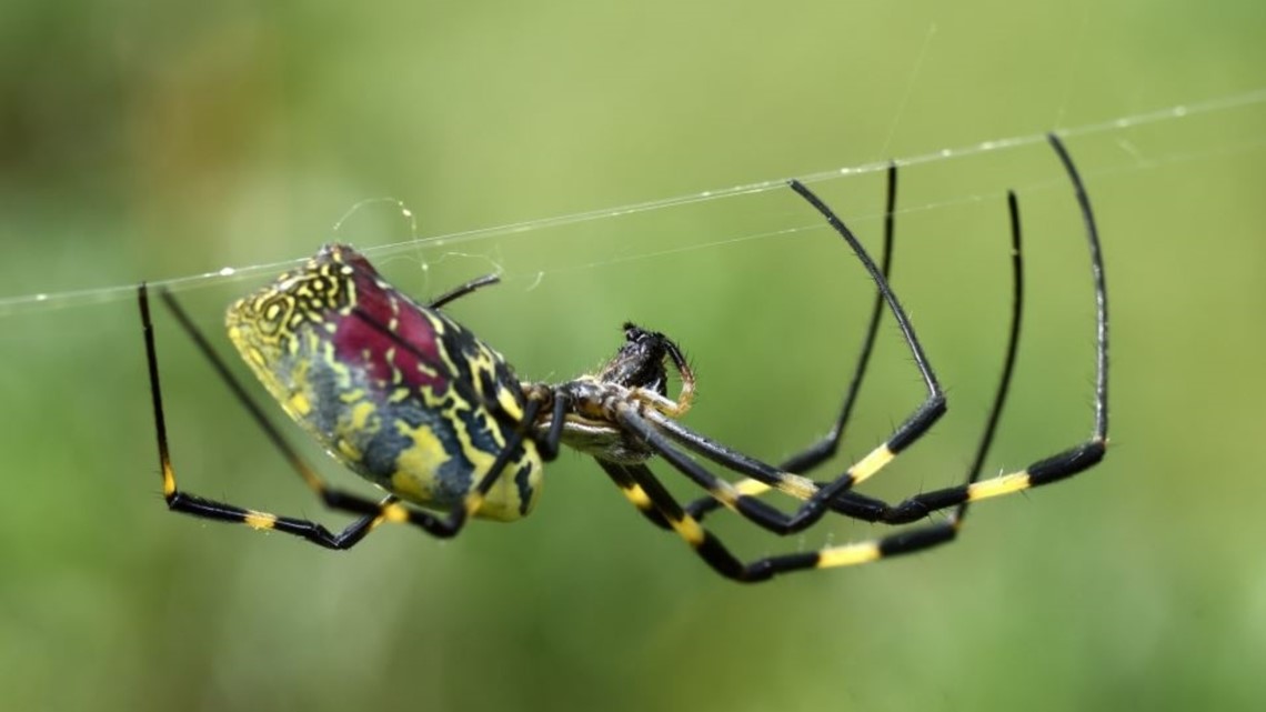 Joro spider is rapidly spreading in the U.S. They're not after you