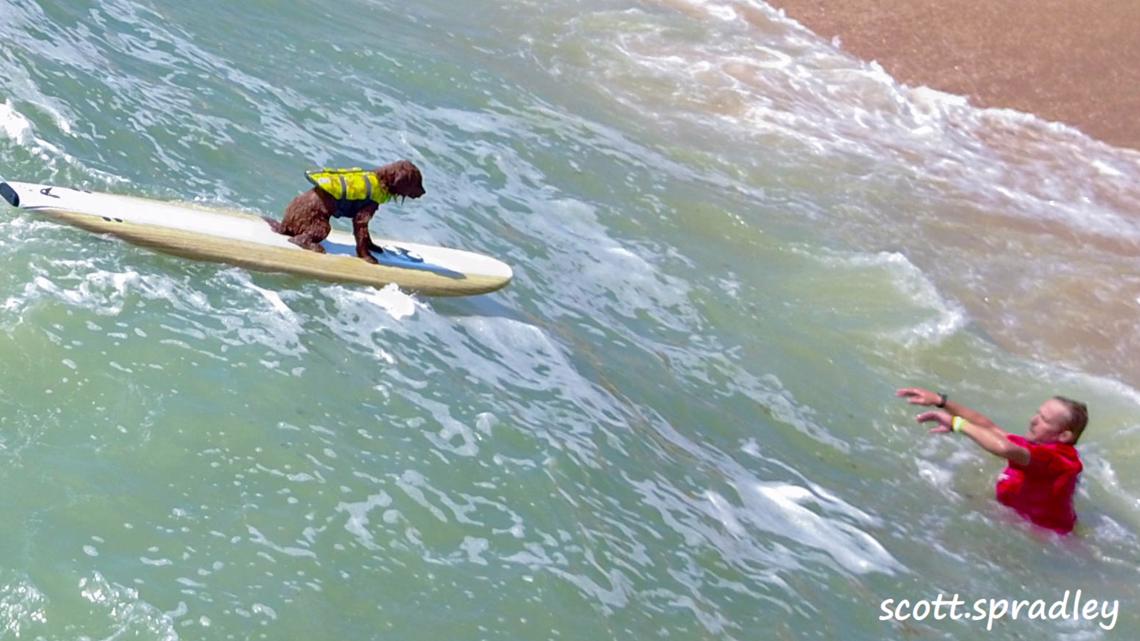 Canine surfing event unleashes joy in Flagler County - Vimarsana News