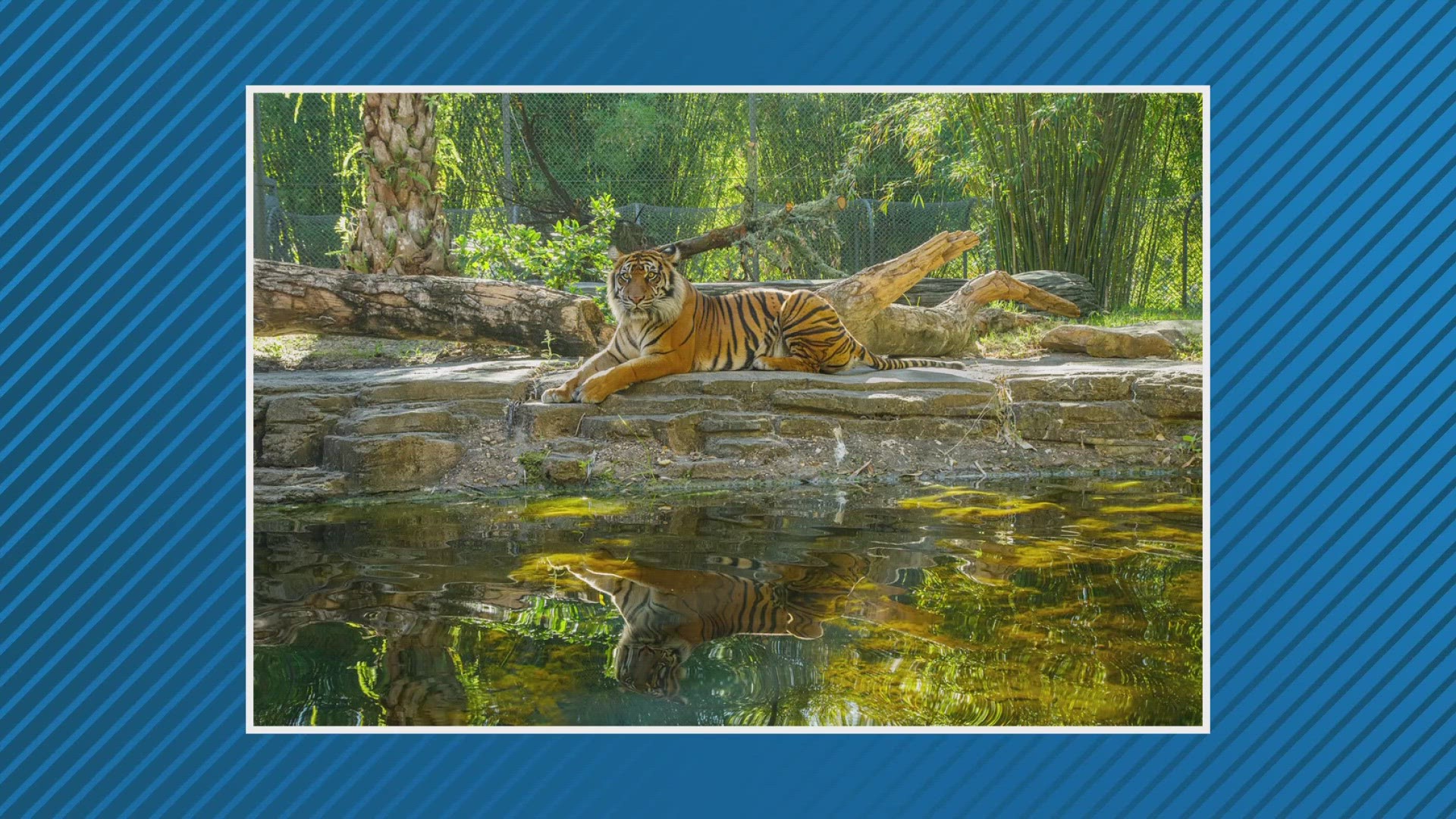 Critically endangered Samutran tiger dies at Jacksonville Zoo