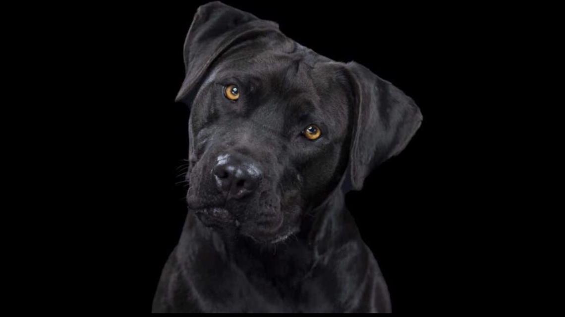 Pet First Hurricanes Dog Jersey - Black