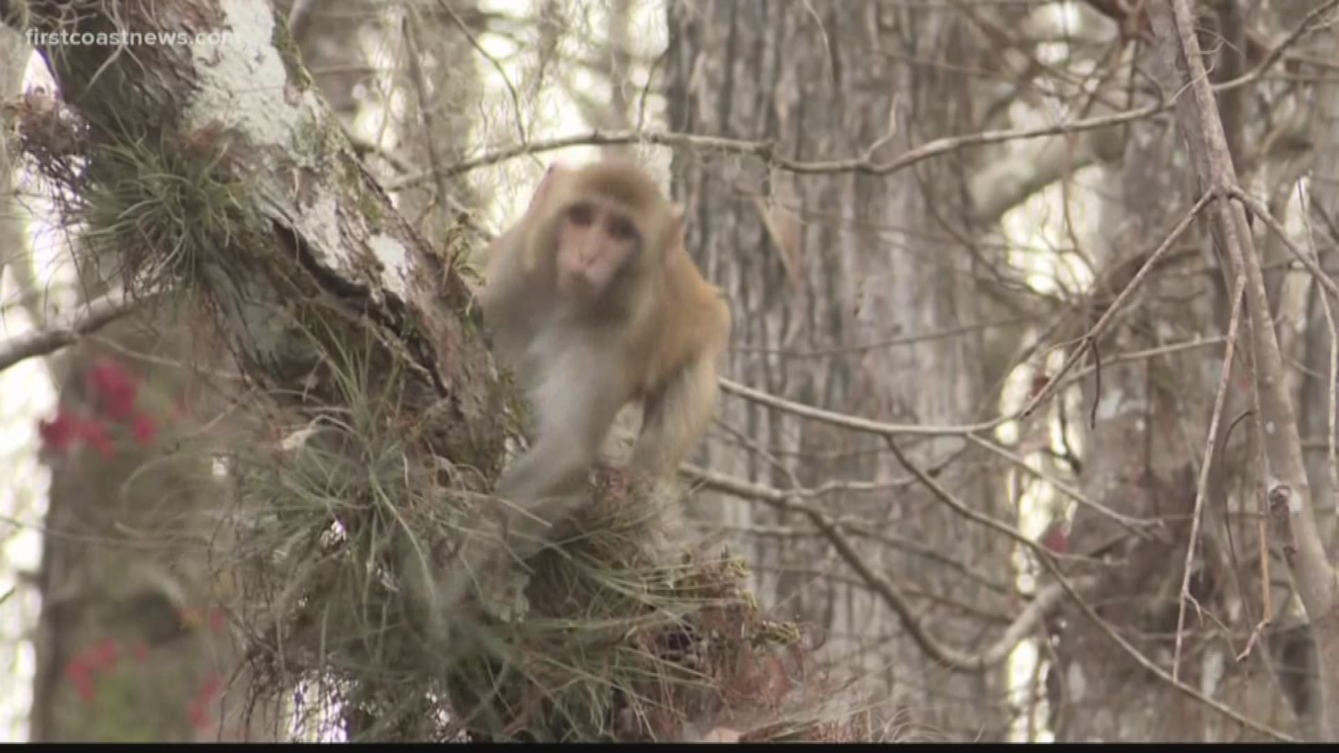 State regulators have received more reports of First Coast monkeys over the past three weeks than in the preceding five months.
