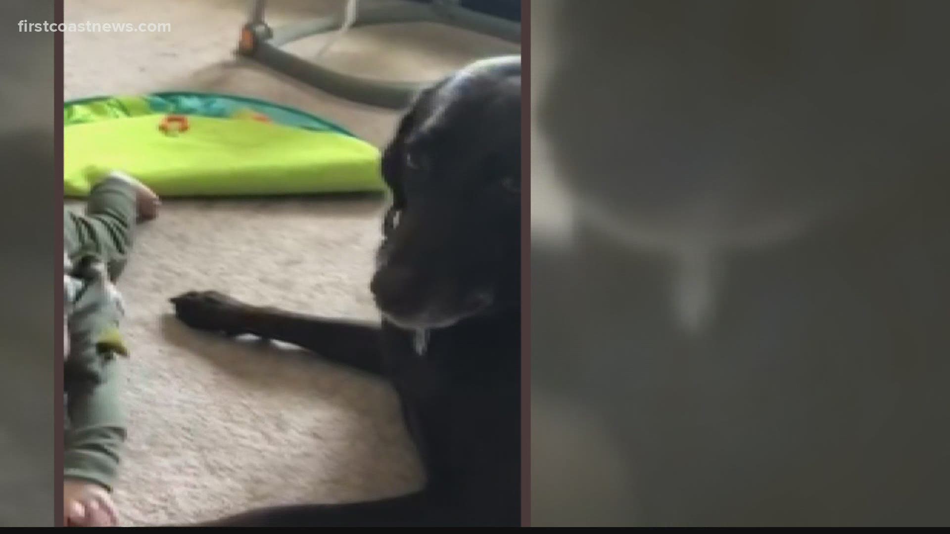 The video shows "a lot of whale eyes," Shryock said. It's when you see the whites of a dog's eyes. It often means your dog is trying to tell you he's uncomfortable.