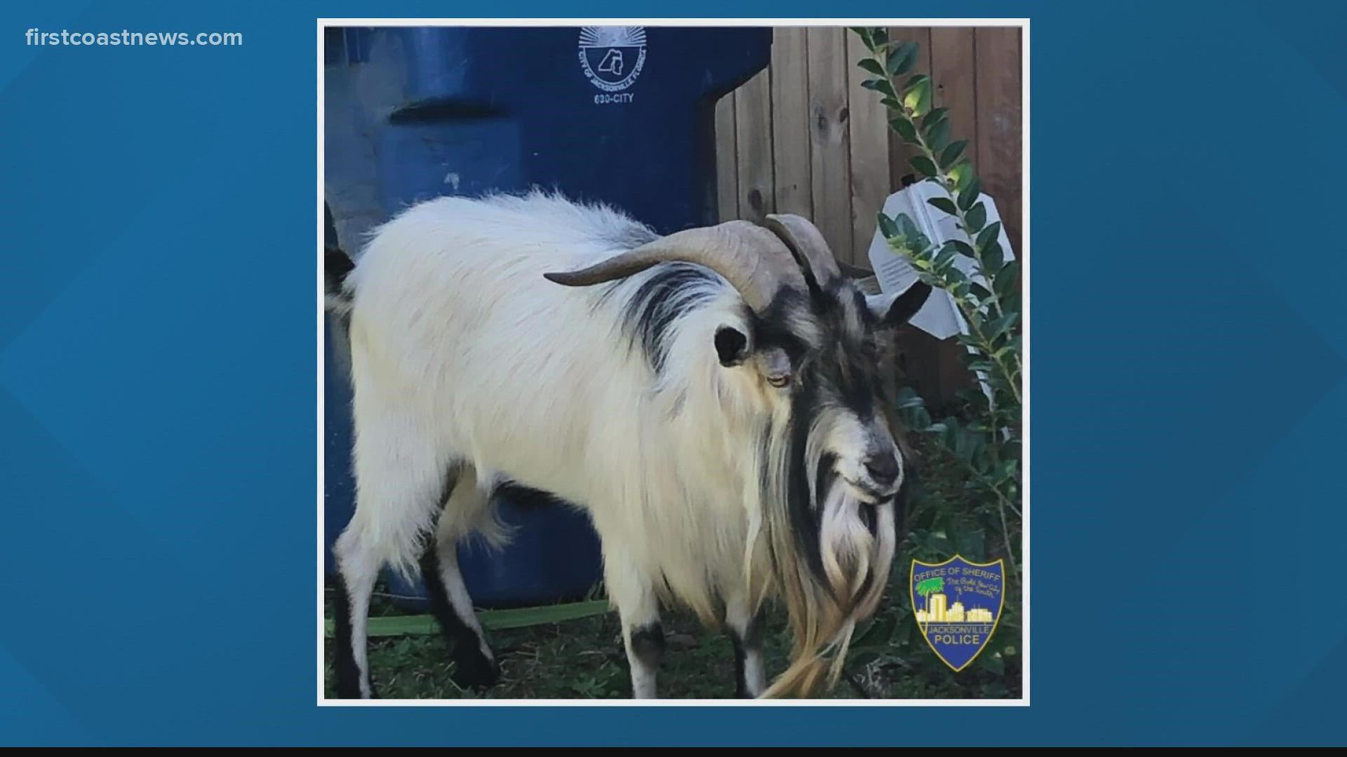 The goat was found in the University Park area.