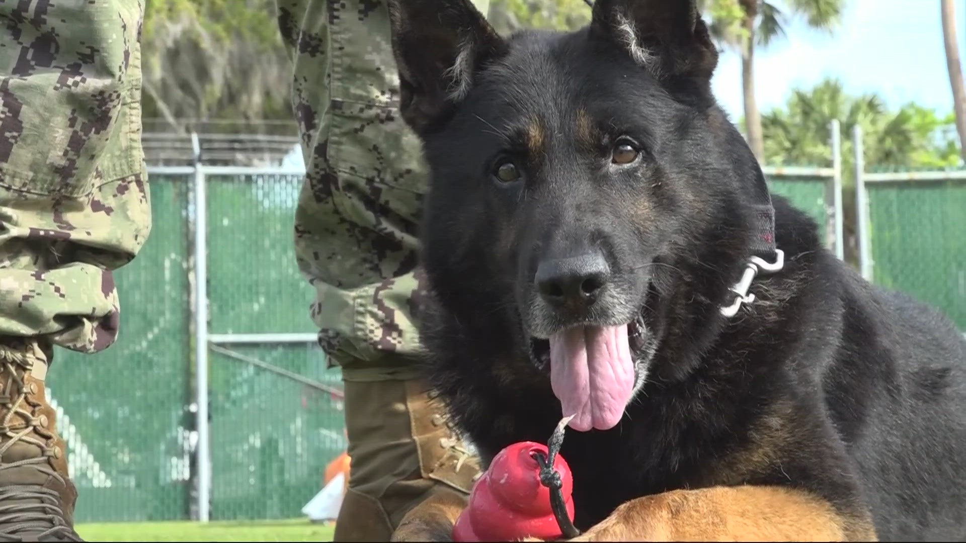 Hero, a military dog credited with saving lives in combat zones, retires as a chief at Naval Station Mayport Wednesday.