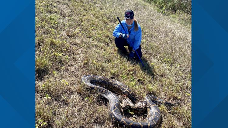 Florida researchers use new tech to track invasive pythons