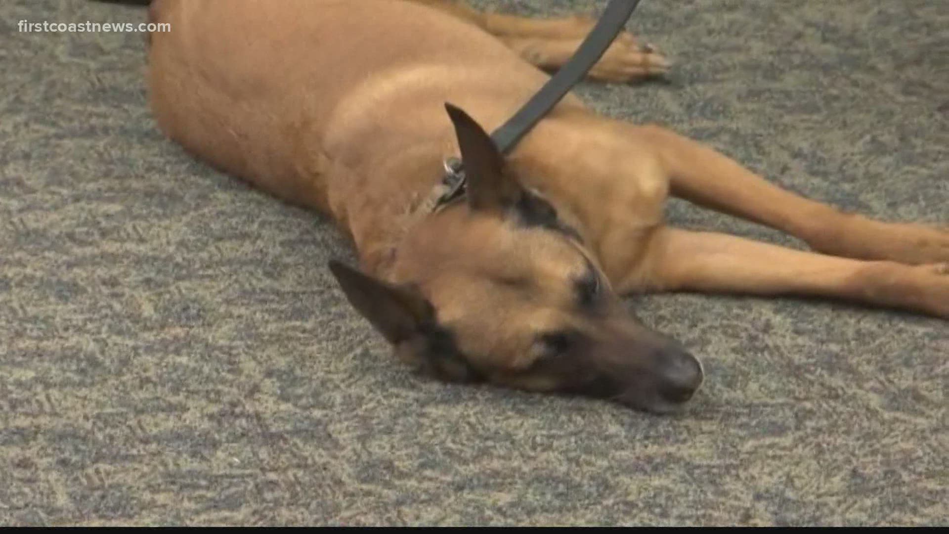 The bill allows for emergency rescue personnel to treat wounded police dogs in the field as well as transport them.