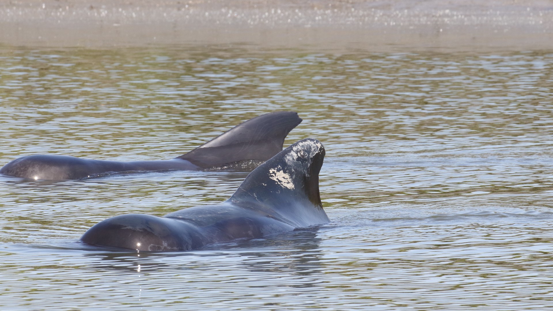 More than two dozen whales beach themselves on St. Catherines Island in ...