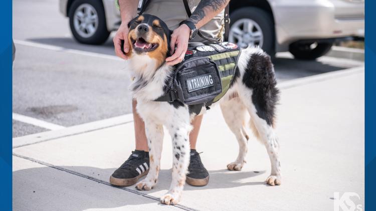 Here's how to donate to K9s for Warriors