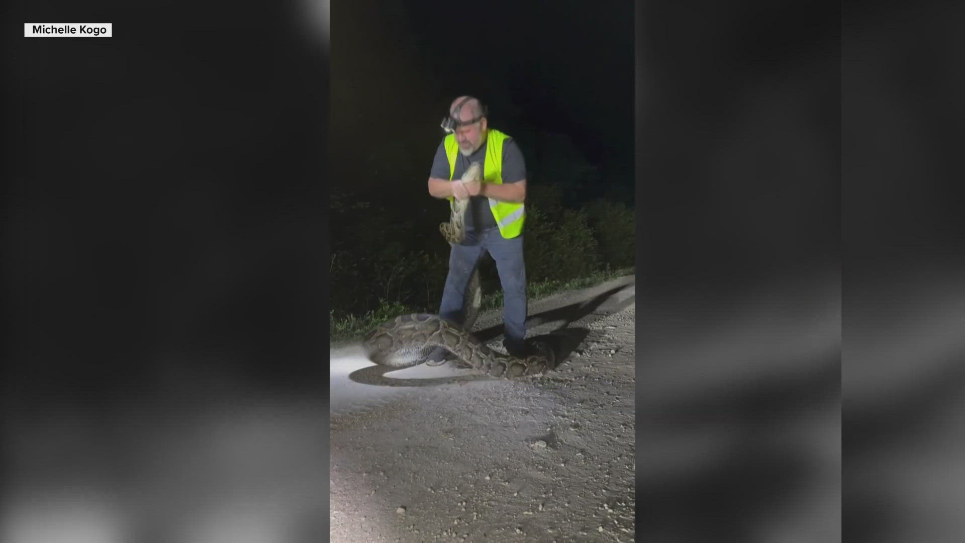 The man is a python hunter and grabbed the huge snake with his bare hands in true "Florida man" fashion.