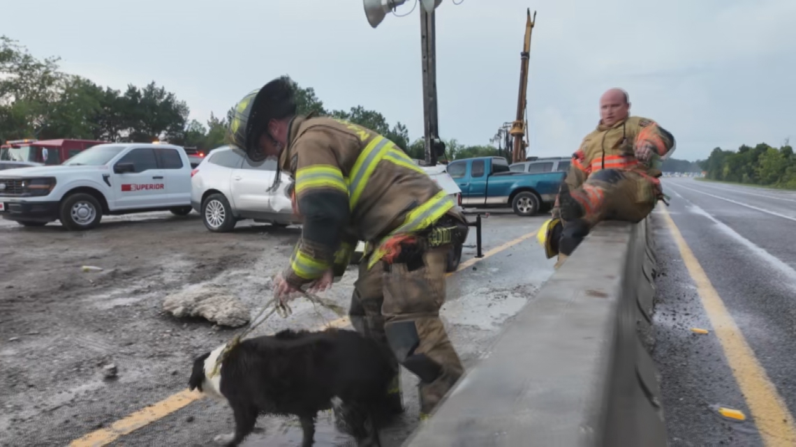 Dog rescued from serious crash - F41f9c6f B932 4832 Aff9 31b02ab938ae 1140x641