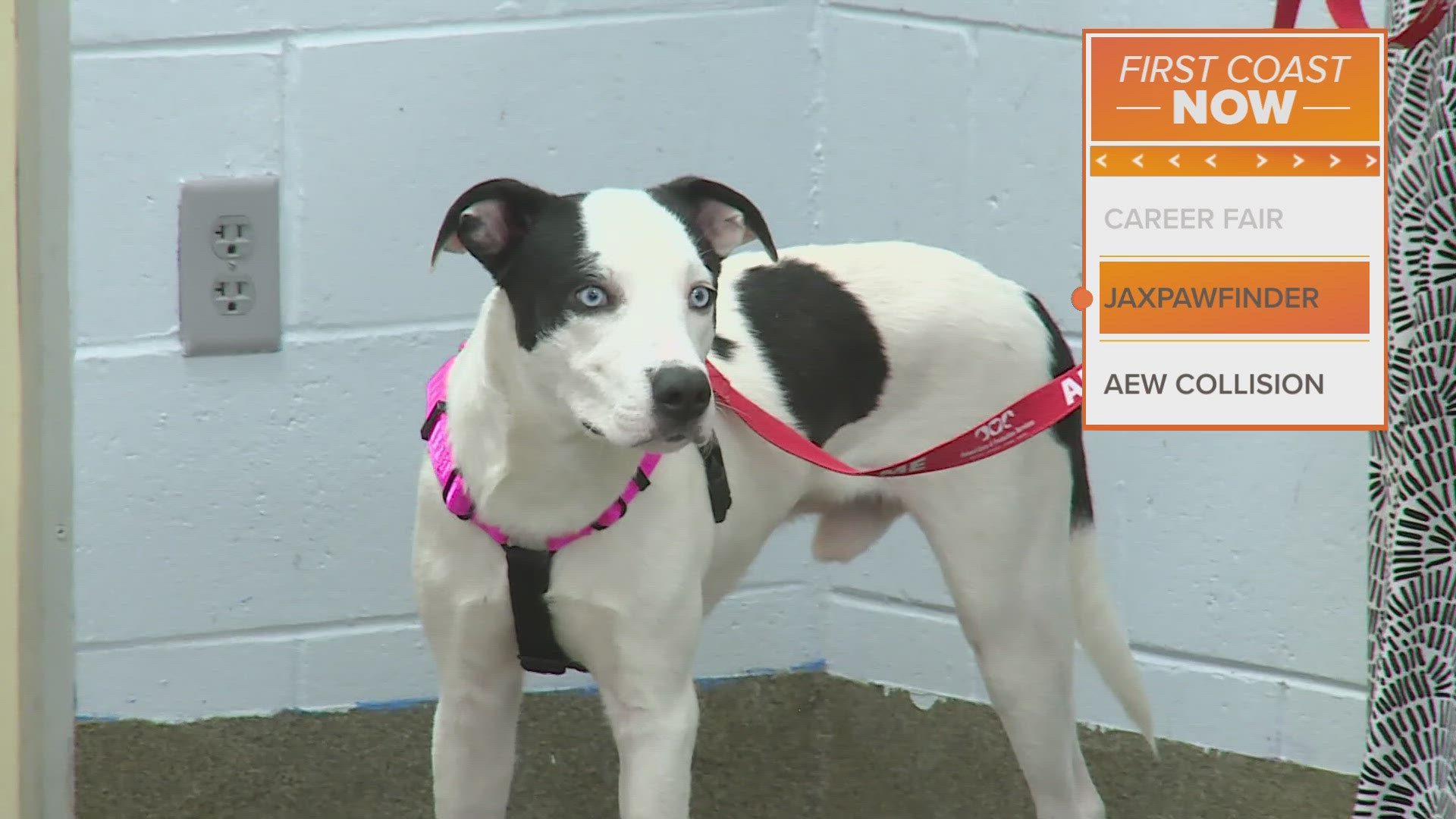 JaxPawFinder, an AI-powered app, helps match prospective pet owners with animals at ACPS Jacksonville.