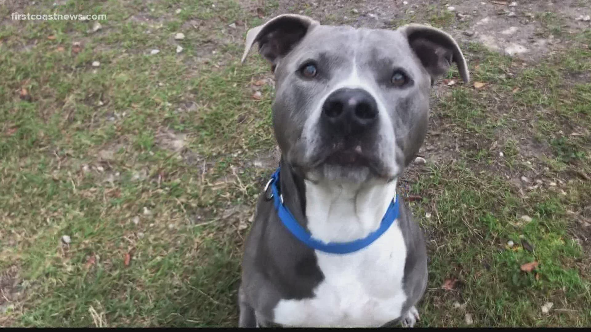 Hank is crate trained and house trained and knows basic commands like "sit" and "shake," the Jacksonville Humane Society says.