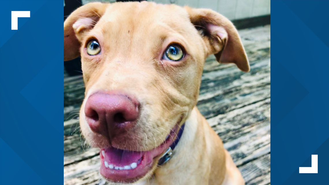 Family Wants To Change Florida Law After Their Dog Was Killed Firstcoastnews Com