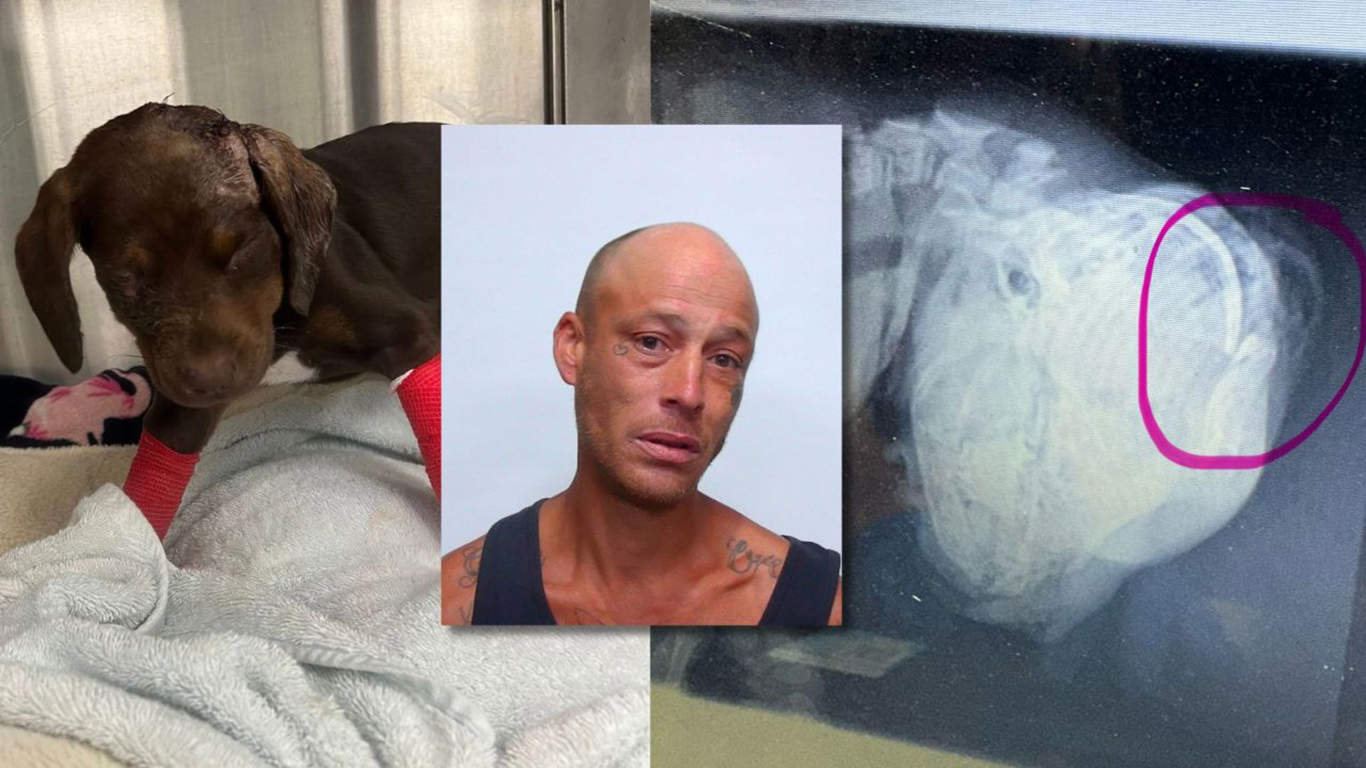 Puppy Sweetpea recovering from 'critical injuries' sustained from owner ...