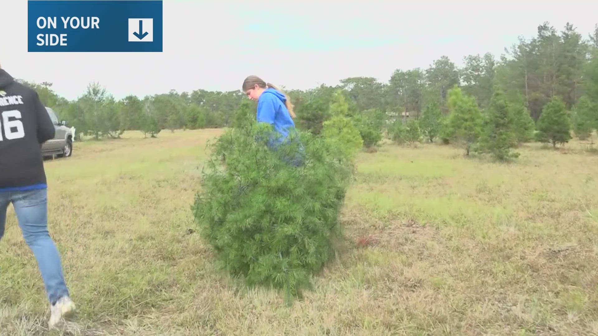 The 'treecycling' program uses leftover Christmas trees to make mulch for parks across St. Johns County.