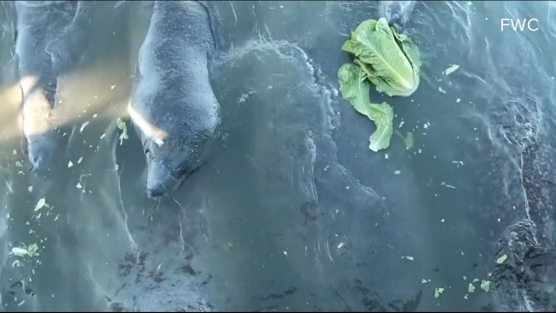 Supplemental feeding to restart to save Florida's manatees - Vimarsana News