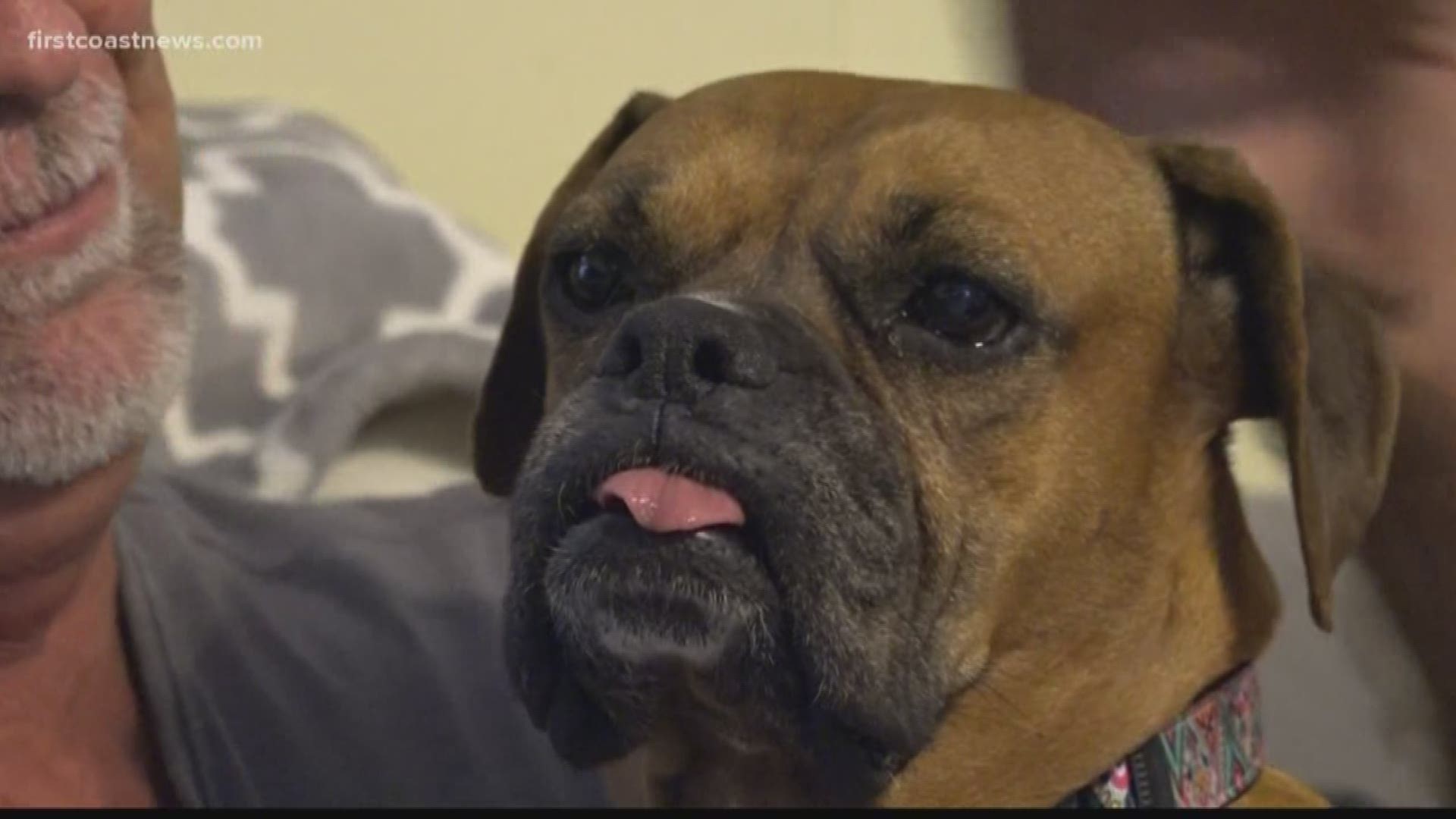 Two weekends before Thanksgiving, one local man's efforts to rescue a lost boxer finally paid off.