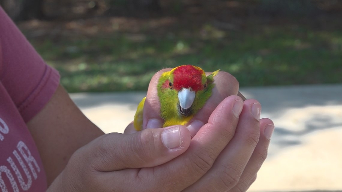 Animals relocated after a fire at Exotic Bird Hospital in Jacksonville - Vimarsana News