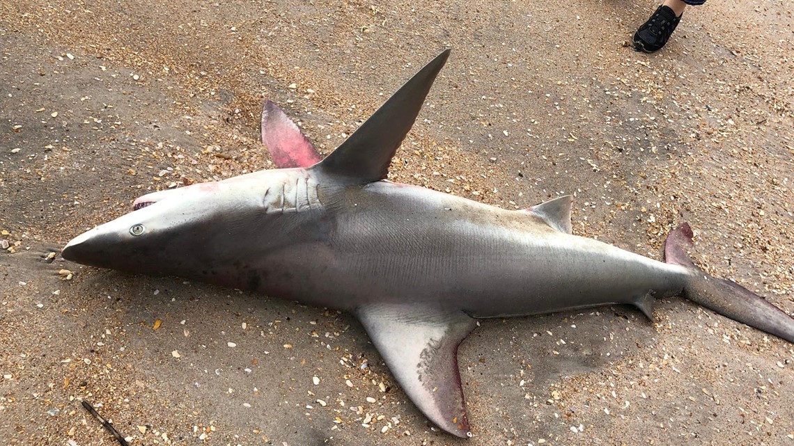 6-foot shark washes ashore in St. Johns County | firstcoastnews.com