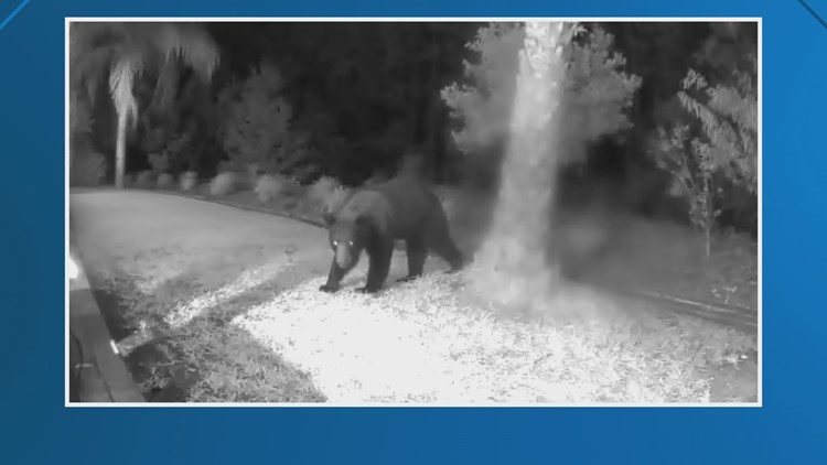 Bears spotted in St. Johns County, expert suggests these tips to avoid problems