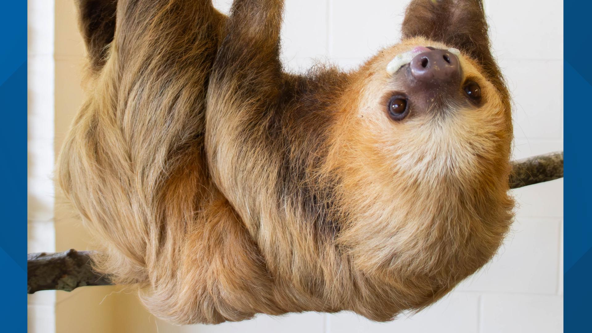 Sloth Crossing exhibit opens at Jacksonville Zoo and Gardens ...