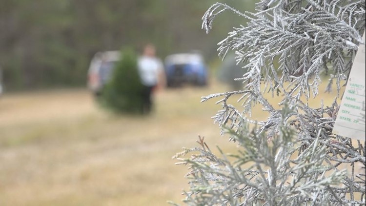 Here's why keeping your tree up past Christmas could actually be dangerous