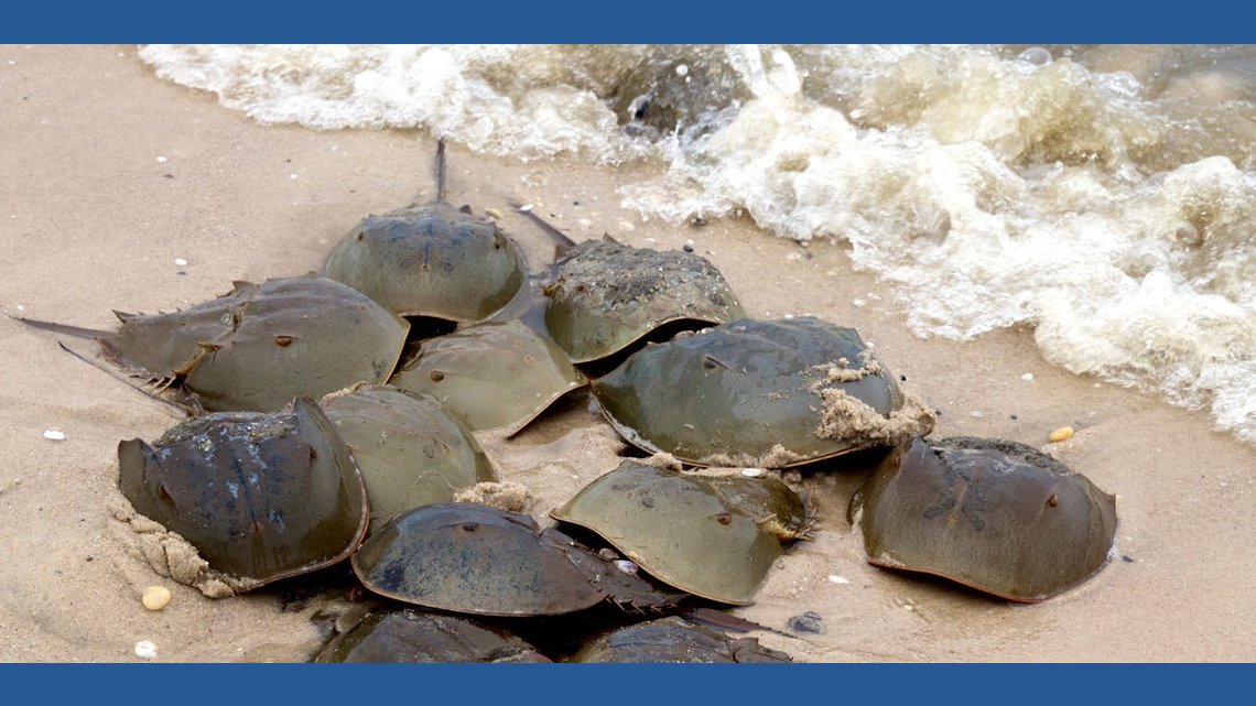 Environmental groups announce lawsuit to list horseshoe crabs as endangered