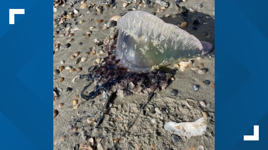 Portuguese man o'wars in Jacksonville Beach | firstcoastnews.com - Vimarsana News