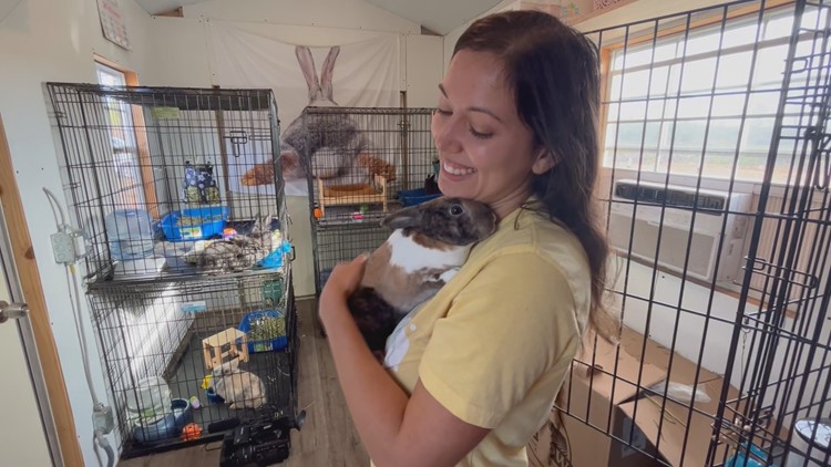 Some-bunny to love: Bunny rescue saves 100+ in first year as nonprofit