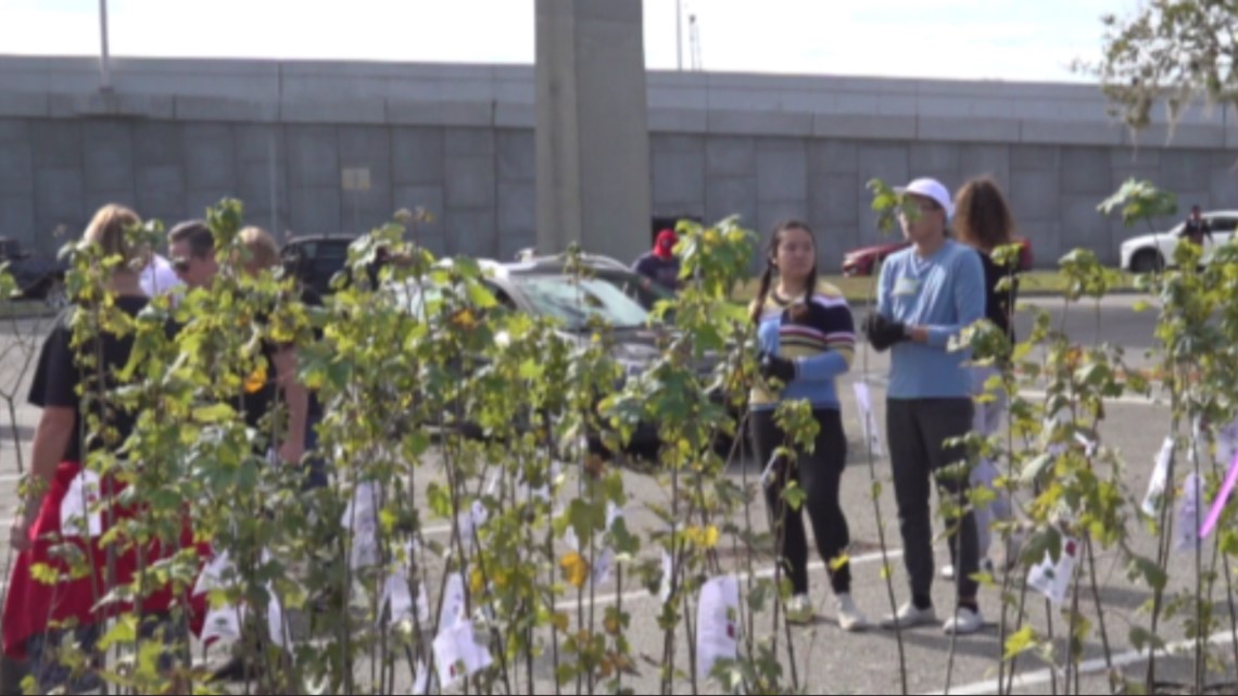 'Great way of getting native trees to landowners' Greenscape