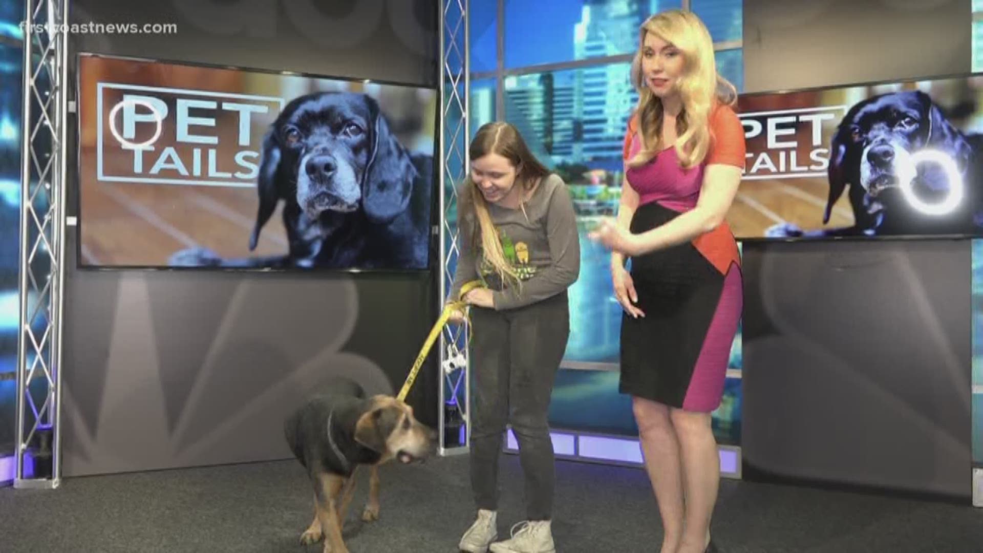 You can adopt Gill at the Jacksonville Humane Society.