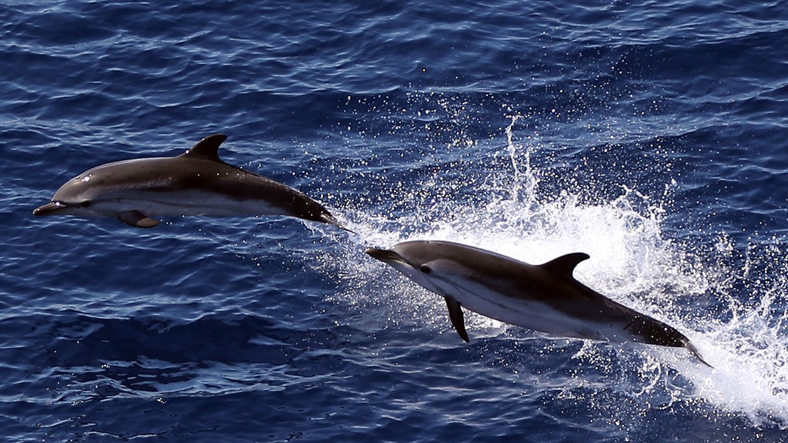 Bird Flu Found in Dolphin in Florida and Porpoise in Sweden - The