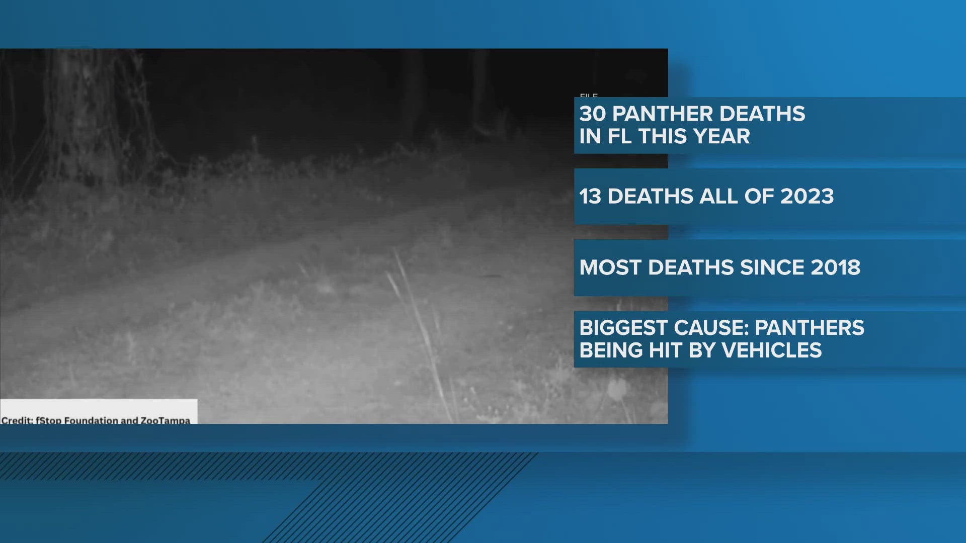 The number of panther deaths so far in 2024 is up exponentially from 2023, which saw 13.