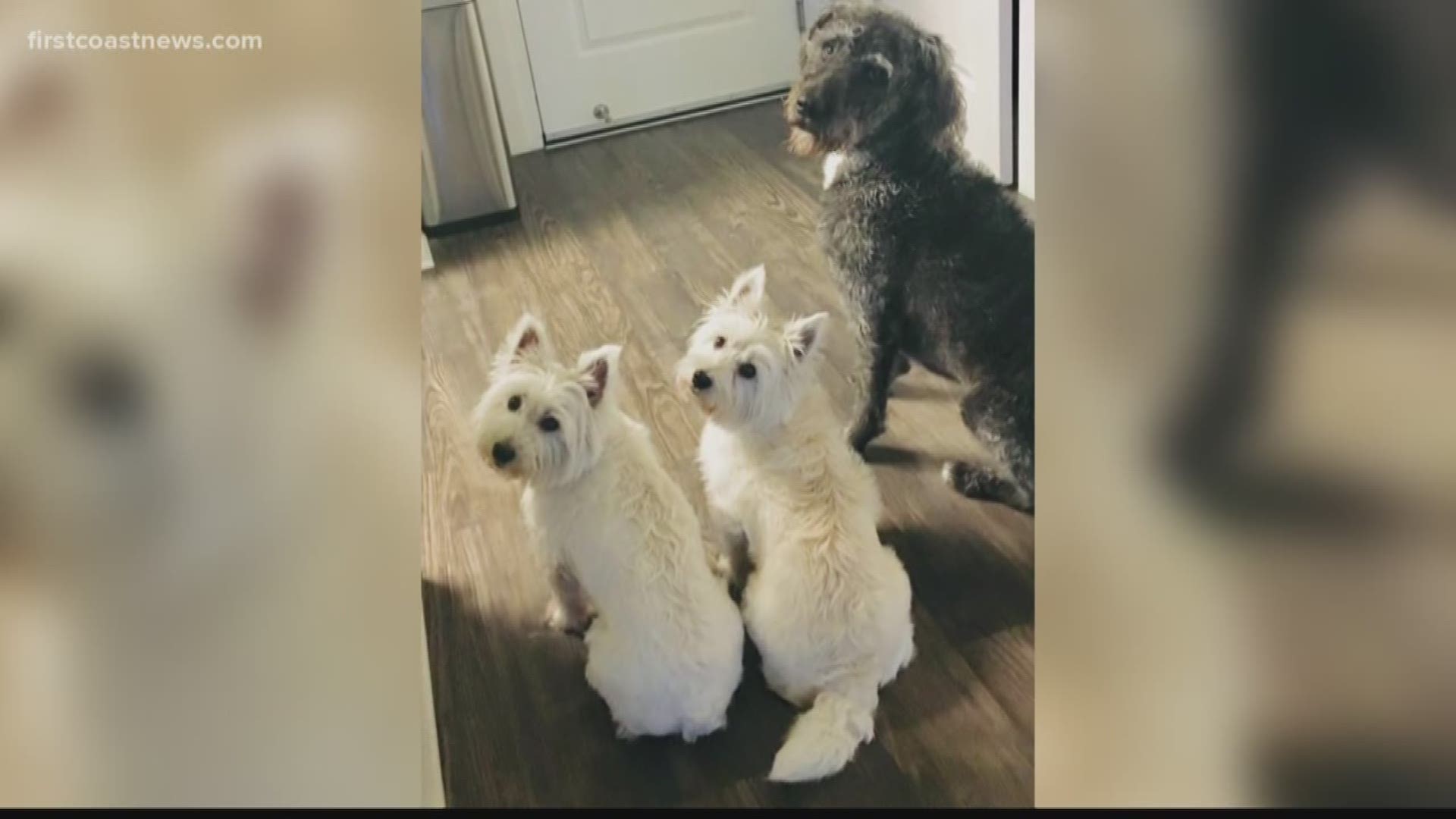 Toxic blue-green algae kills one family's three dogs in North Carolina in just a matter of hours.