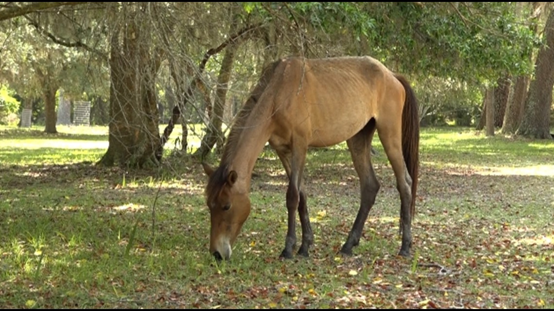 Two defendants named in Cumberland Island lawsuit - Vimarsana News