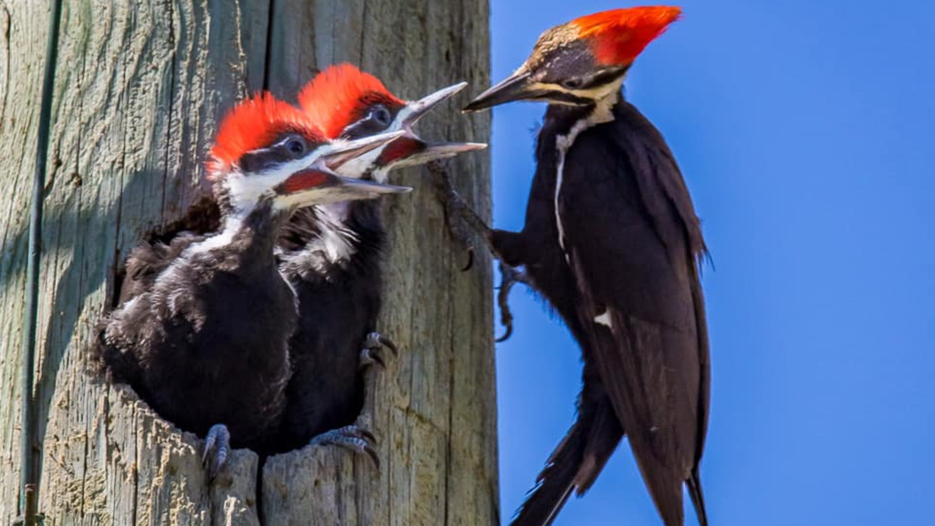 Two Pileated Woodpecker chicks are getting ready to emerge from their nest on an Atlantic Beach utility pole after a JEA crew saved a woodpecker nest last year.